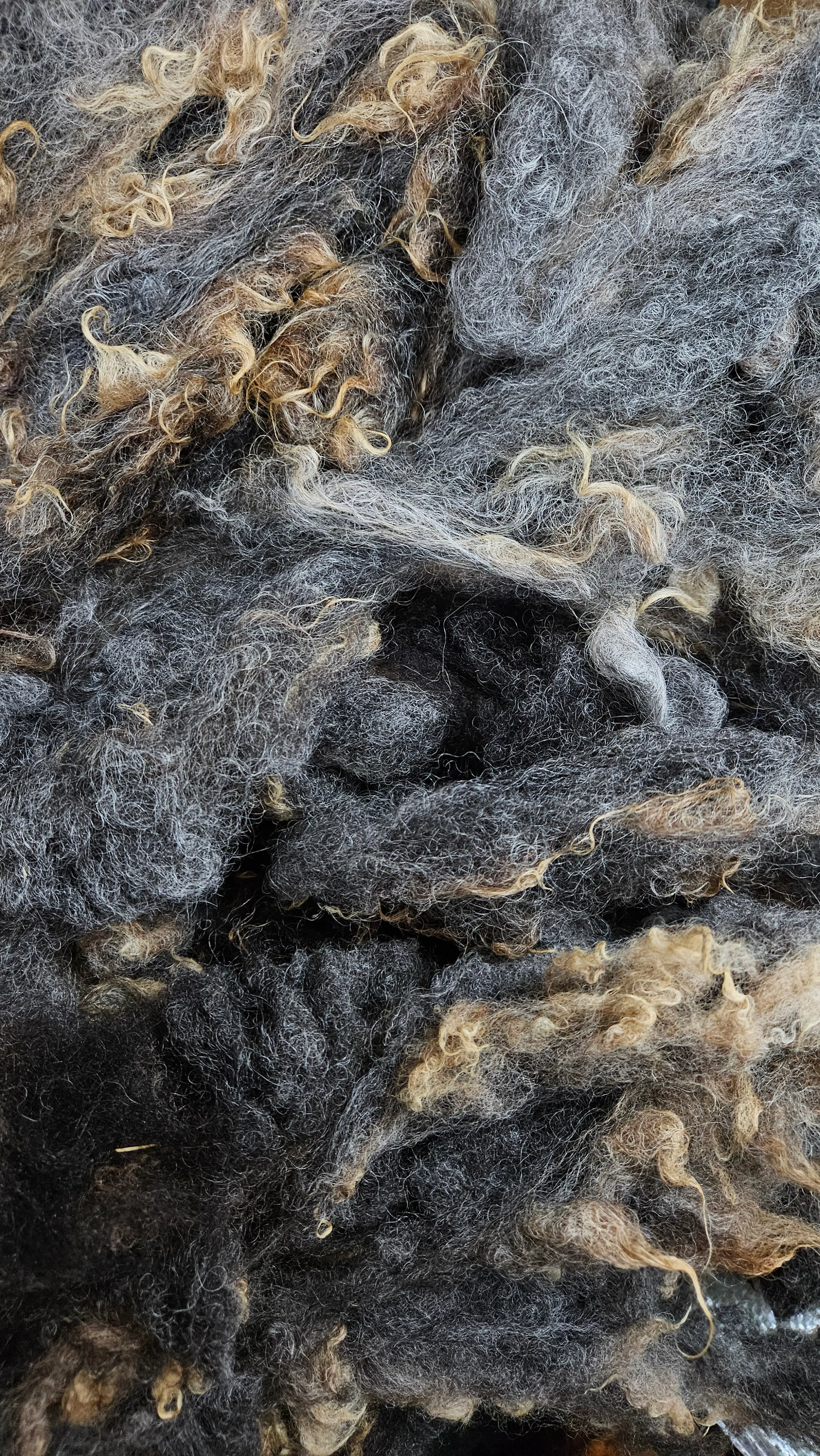 SHETLAND - Rare Breed SE2SE Washed Fleece Locks Natural Brown Tan Morrit - 4 oz